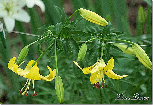 Lilies_Yellow_Asiatic