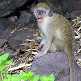 Green Monkey - Basseterre, St. Kitts