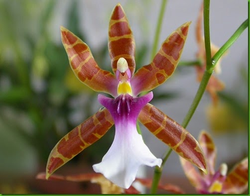 OR Miltonia_clowesii OR Miltonia_clowesii