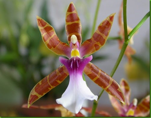 OR Miltonia_clowesii