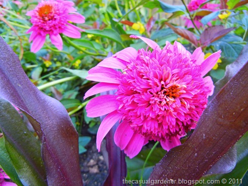 [Echinacea%2520Gum%2520Drop%255B7%255D.jpg]