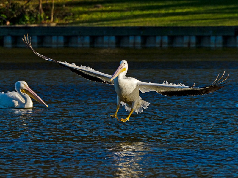 [LSU%2520White%2520Pelicans%2520gb120102%2520-%2520094%2520%2528projection%2529%255B4%255D.jpg]