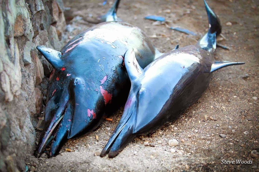 [Dolphin-mom-and-baby---small5.jpg]