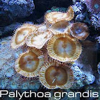 Palythoa-grandis-2.jpg