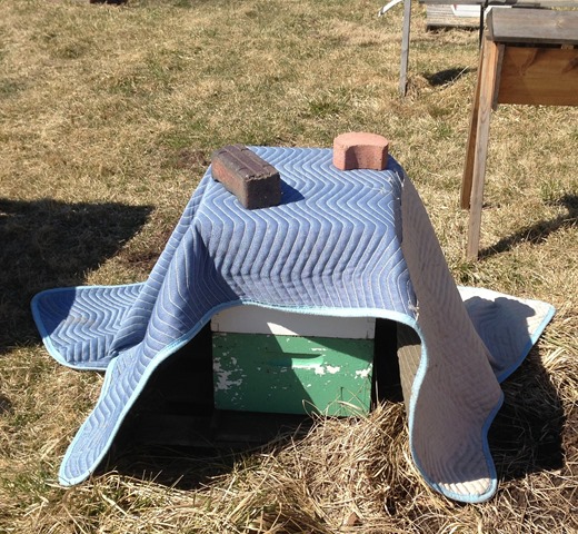 [Hive%2520with%2520blanket%255B3%255D.jpg]
