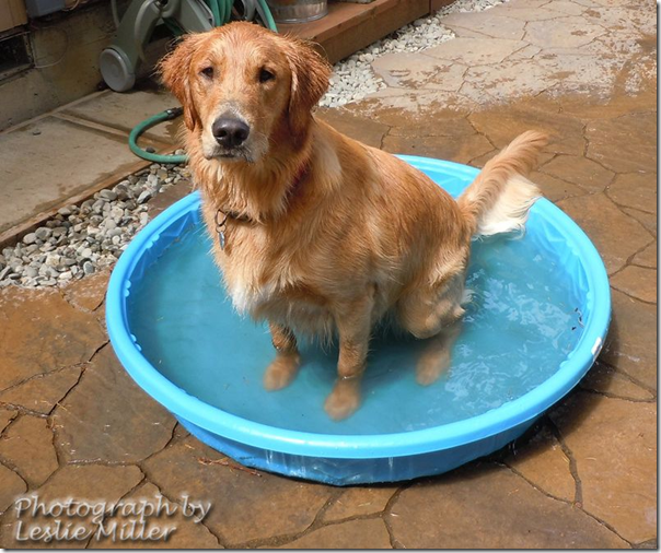 WallyPool WallyPool