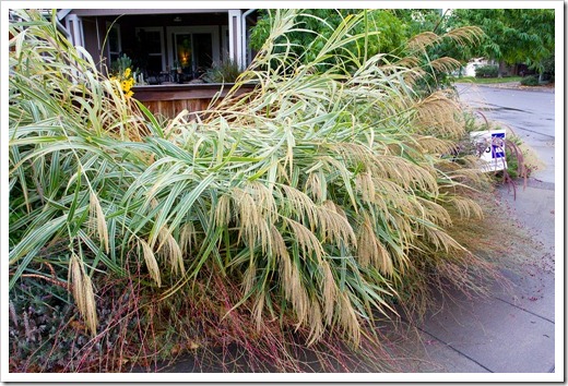 121022_miscanthus2