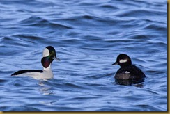 - Bufflehead pair D7K_3382-Edit February 05, 2012 NIKON D7000