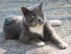 smokey kitty in driveway1..10.2013