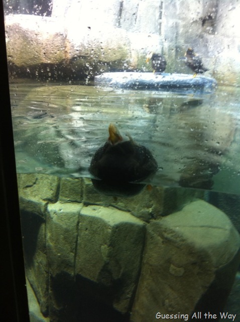 [penguin%255B7%255D.jpg]
