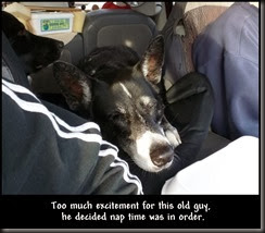 Too much excitement for this old guy, <br /> he decided nap time was in order. Too much excitement for this old guy, <br /> he decided nap time was in order.