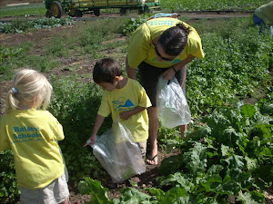 Looking for the perfect vegetable to bring home!