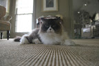 Dog Hair on the Carpet?