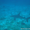 Reef Shark (3).JPG