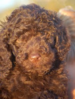 Adorable Rockwell is a standard size chocolate Labradoodle.
