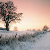 Paul Whiteley - Sunset At Rosglas Woods.jpg