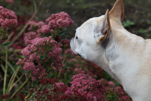 And look at this pink sedum called Autumn Joy.  These flowers add a lot of color to the late summer and fall garden.  Hey!  I have an idea.  Let's get some clippers and cut some blossoms to make a mixed arrangement for Martha!