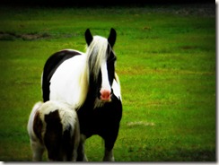 Horse and Foal