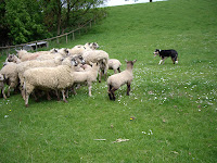 Working the sheep