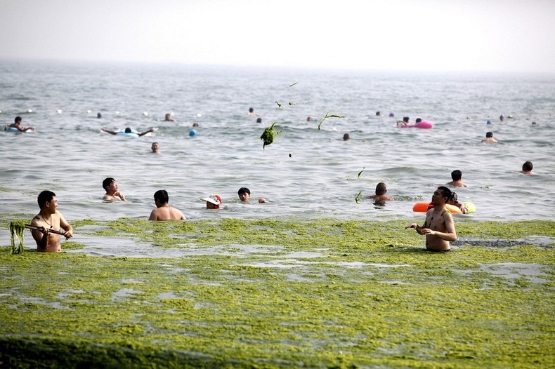 водоросли на китайском пляже