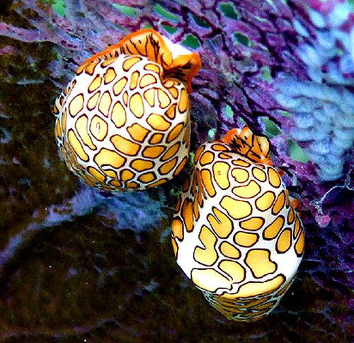 Strange Sea Creatures