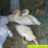 camp2007-162.jpg