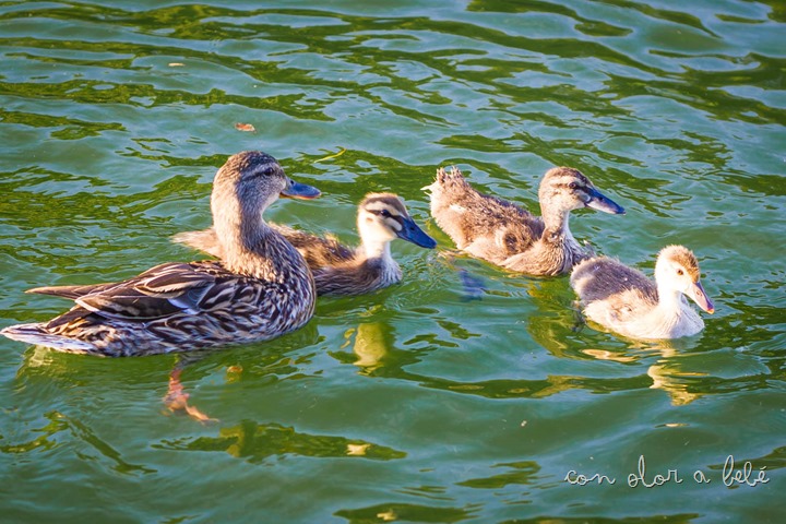 IMG_1630 IMG_1630