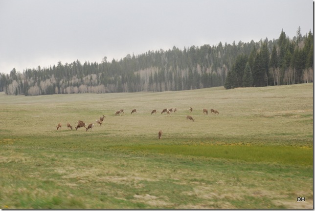 05-17-13 C Kaibab National Forest Drive (19)