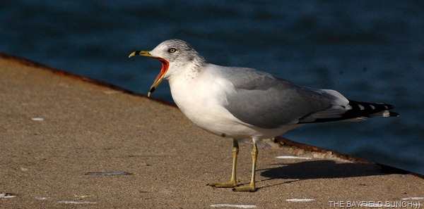 DSC_4720 DSC_4720