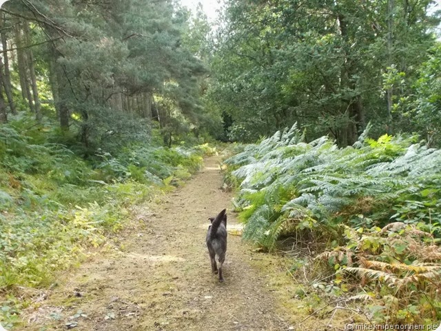 bruno hunts for shaky stiles