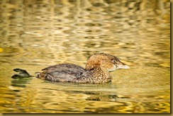 - Pied-billed Grebe_ROT6147 February 17, 2012 NIKON D3S