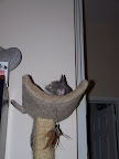 pitties