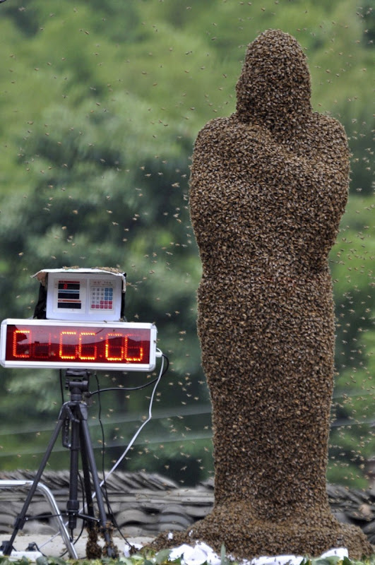 bee-attracting-comp2