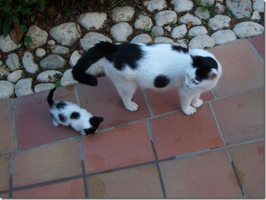 animals-mini-me-6