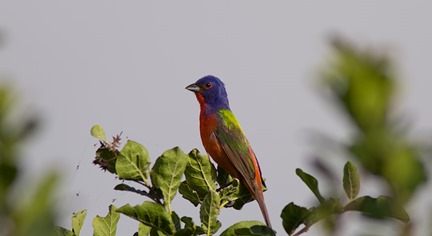 Painted Bunting BSP 6