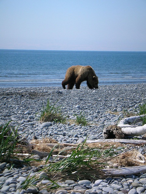 [Grizzly%2520bear%2520in%2520search%2520of%2520food%2520and%2520visiting%2520Long%2520Beach%2520in%2520Katmai%255B6%255D.jpg]