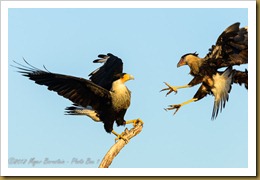 Crested Caracara (Caracara cheriway)