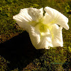 DSC00849 copy.jpg