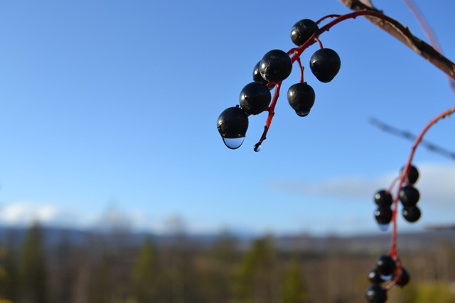 [DSC_0011%255B2%255D.jpg]