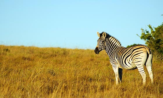 [botswana%255B2%255D.jpg]