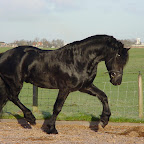 Frisian_Horse.JPG