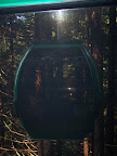 california_sequoia
