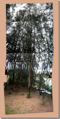she oaks collages from picasa she oaks collages from picasa