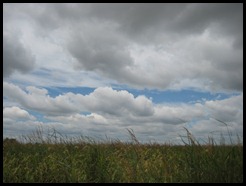 sky and grass