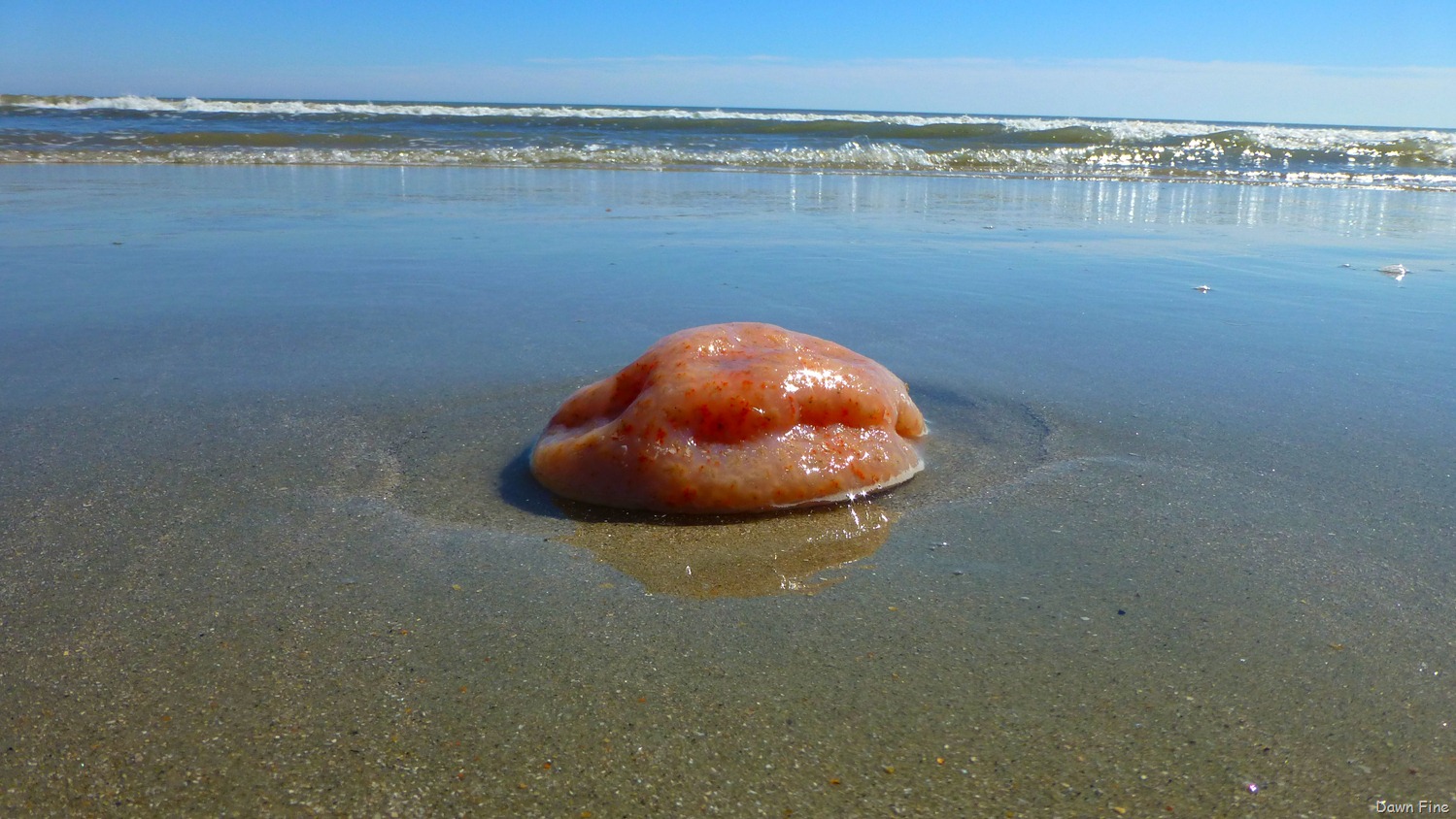 [Beach%2520Debris%2520North%2520beach_019.jpg]