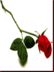 Casa 25 Benefício Recebido Uma Rosa Vermelha Casa 25 Benefício Recebido Uma Rosa Vermelha