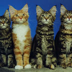 The Sort Sol litter @ 4 months all1.jpg