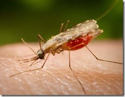 Nyamuk pembawa malaria sedang menggigit manusia