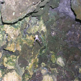 Road to Hana: Huge Spider