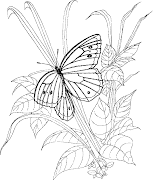 mariposasdibujoscolorear.gif. Dibujos para colorear